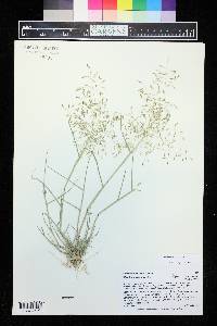 Eragrostis minor image