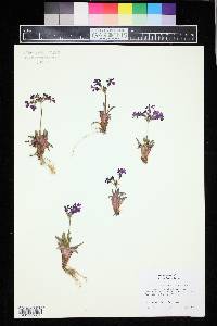 Image of Primula rosea