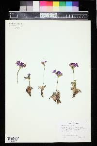 Primula rosea image