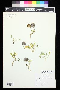Image of Trifolium salictorum