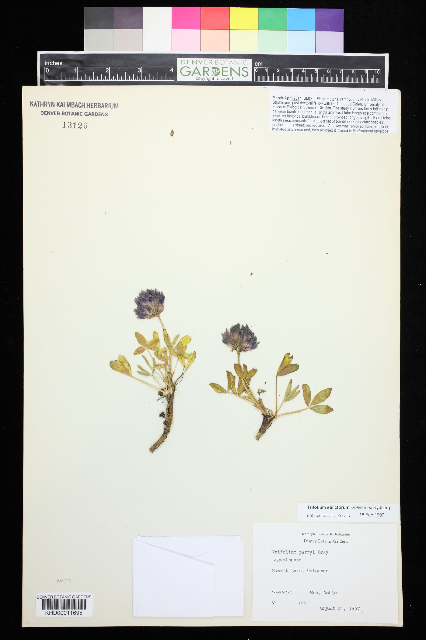 Trifolium salictorum image