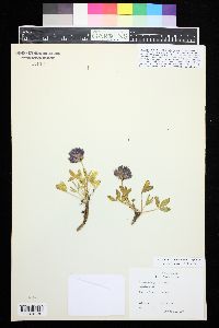 Trifolium salictorum image