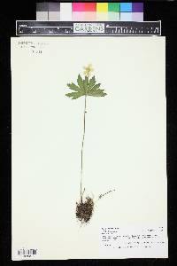 Anemone canadensis image