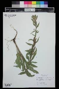 Oenothera villosa image