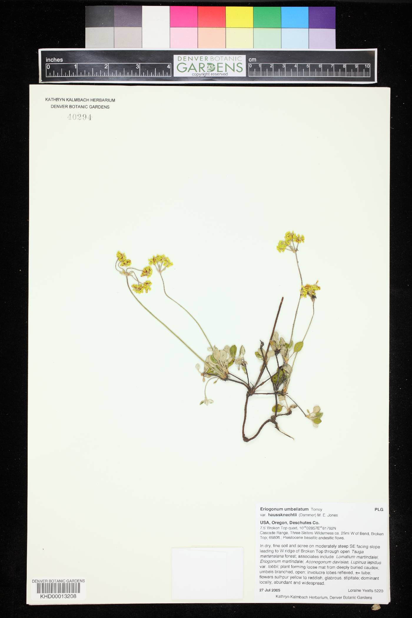 Eriogonum umbellatum var. hausknechtii image