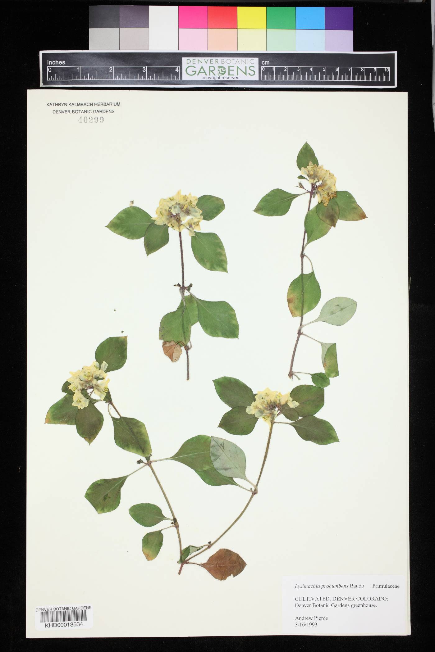 Lysimachia deltoidea image