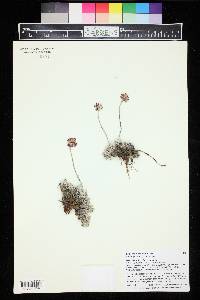 Eriogonum ovalifolium image