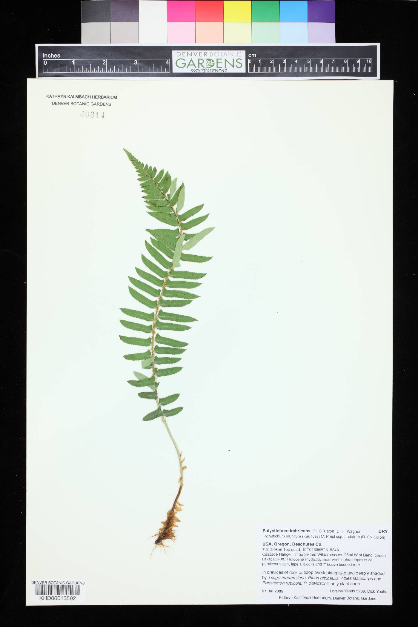 Polystichum imbricans image