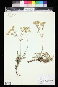 Eriogonum jamesii image