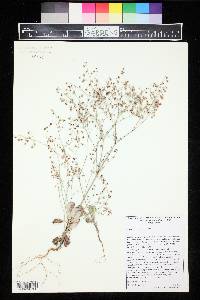 Eriogonum cernuum image