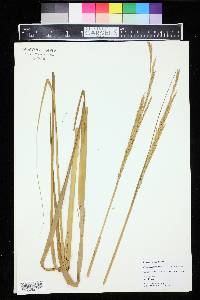 Spartina alterniflora image