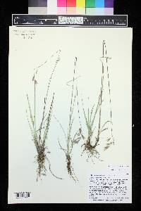 Bromus porteri image