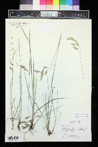 Bromus porteri image