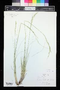 Festuca arizonica image