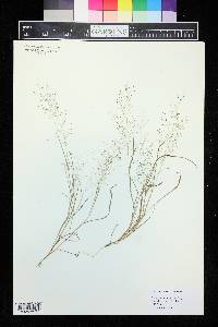 Eragrostis frankii image