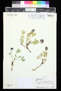 Trifolium parryi image