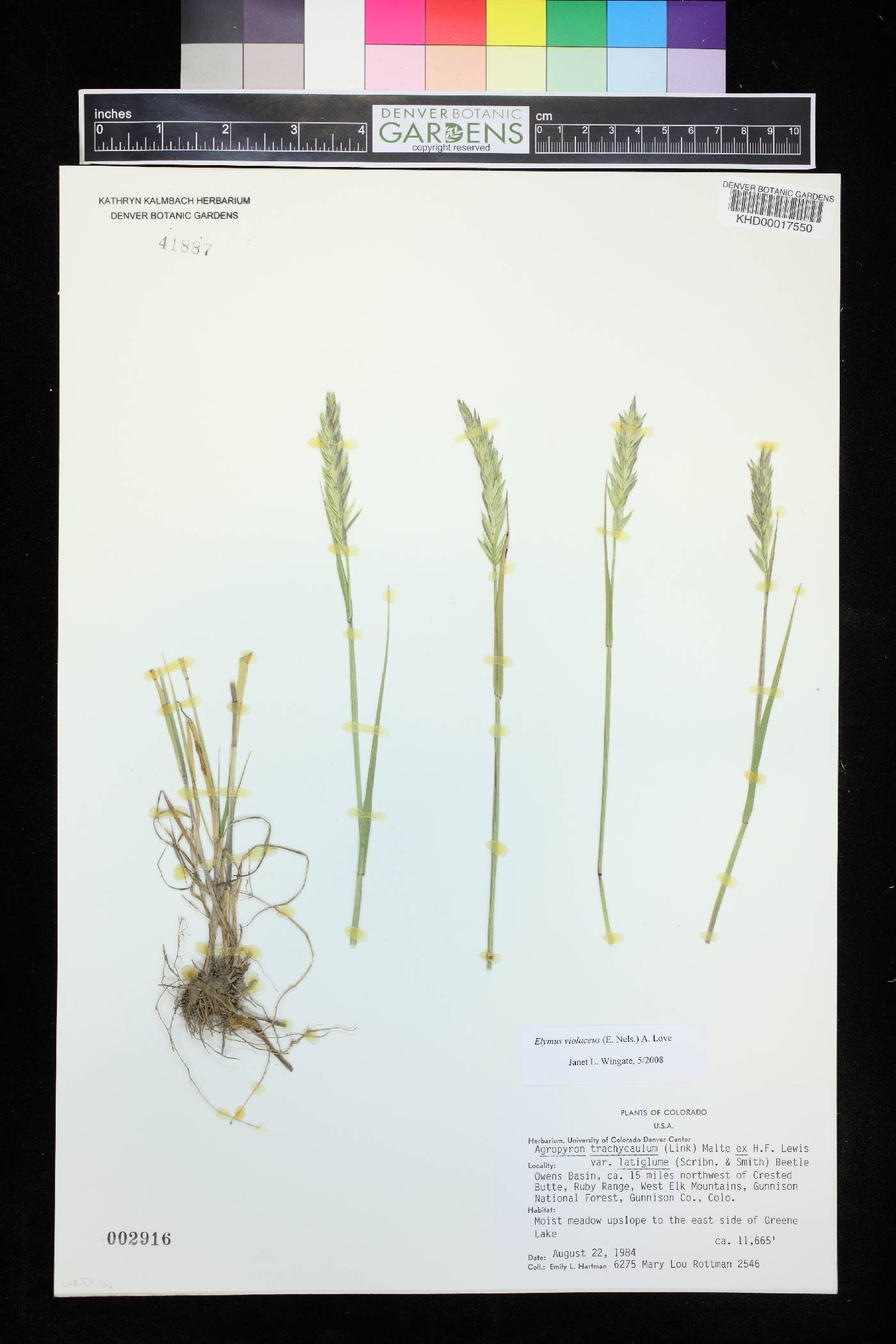 Elymus violaceus image