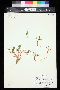 Claytonia megarhiza image