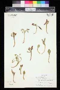 Claytonia megarhiza image