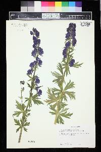 Aconitum columbianum image