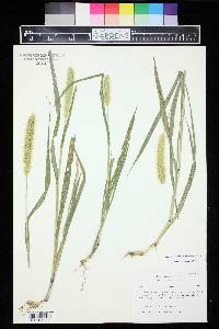 Setaria pumila image