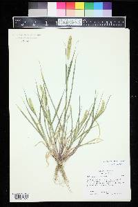 Setaria pumila image