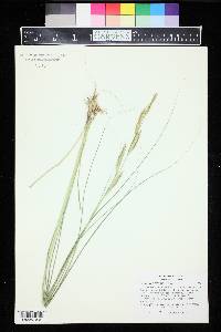 Spartina pectinata image