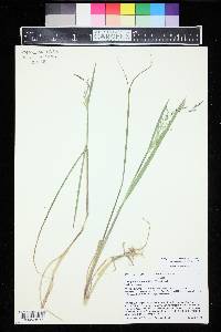 Torreyochloa pallida image