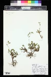 Potentilla brevifolia image