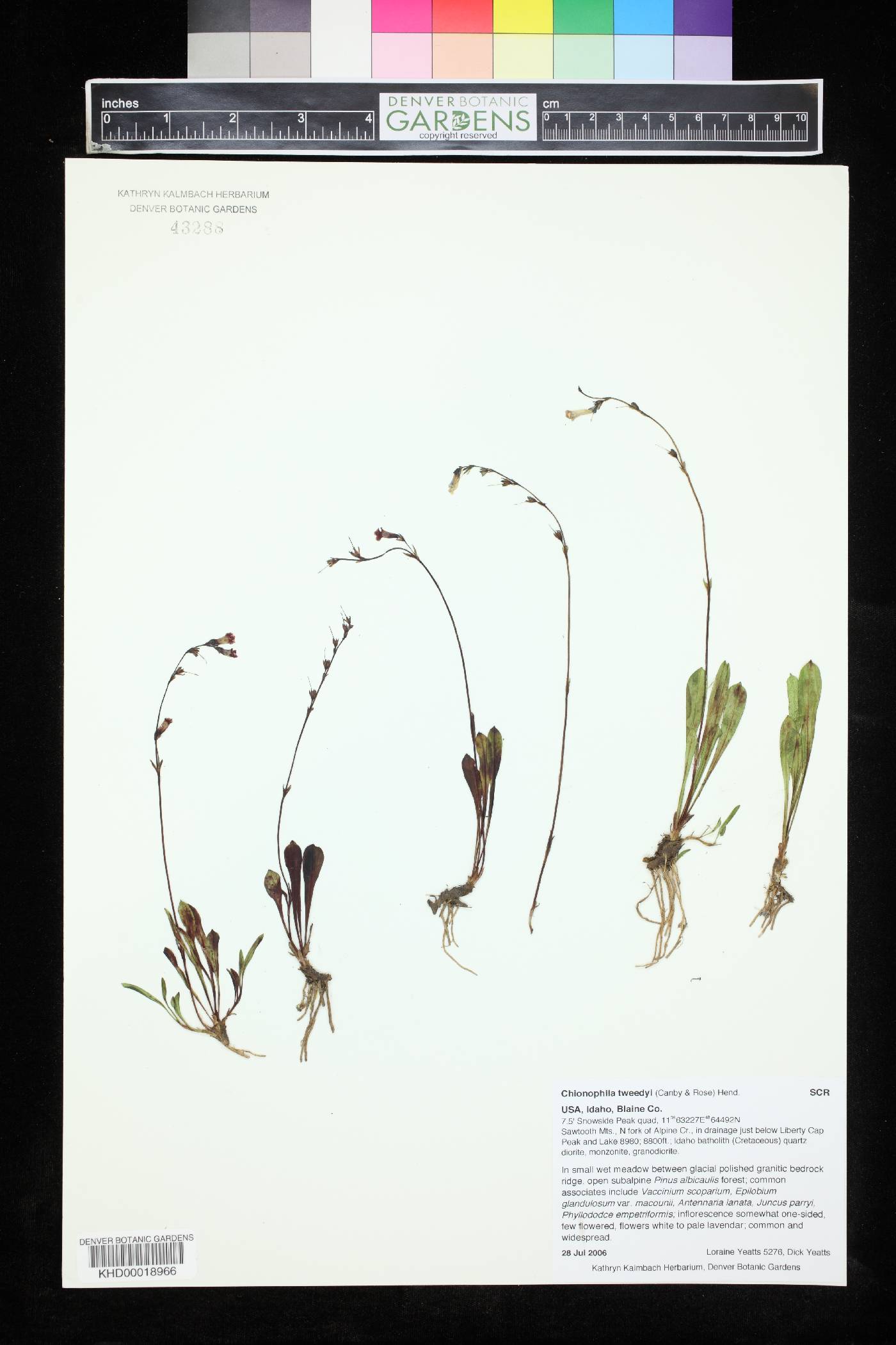 Chionophila tweedyi image