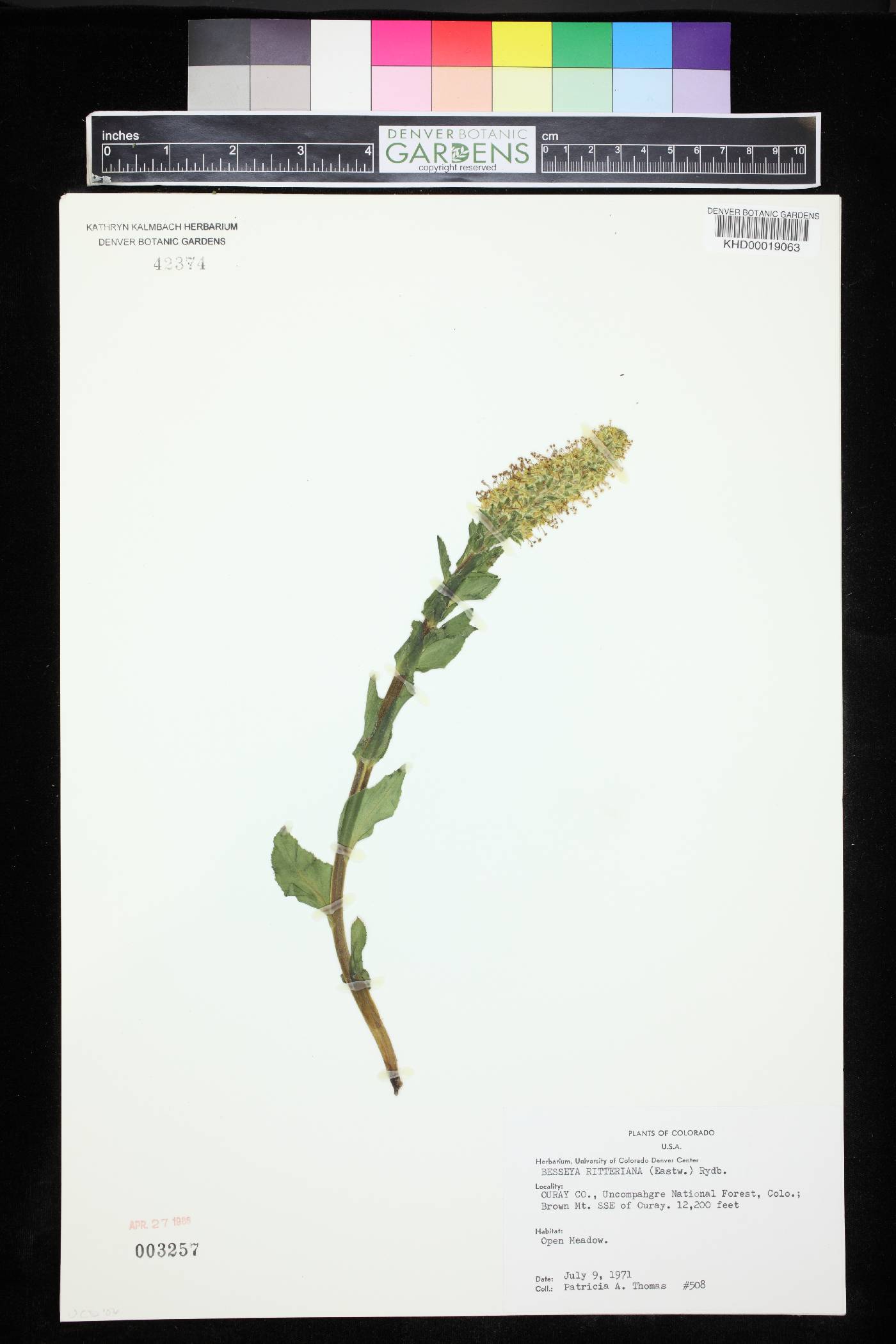 Besseya ritteriana image