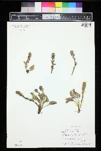 Besseya alpina image