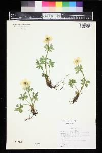 Trollius albiflorus image