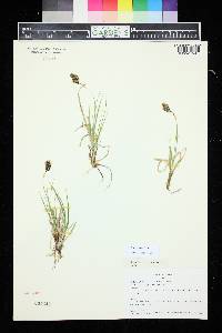 Carex chalciolepis image