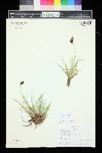 Carex chalciolepis image