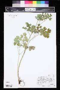 Thalictrum fendleri image