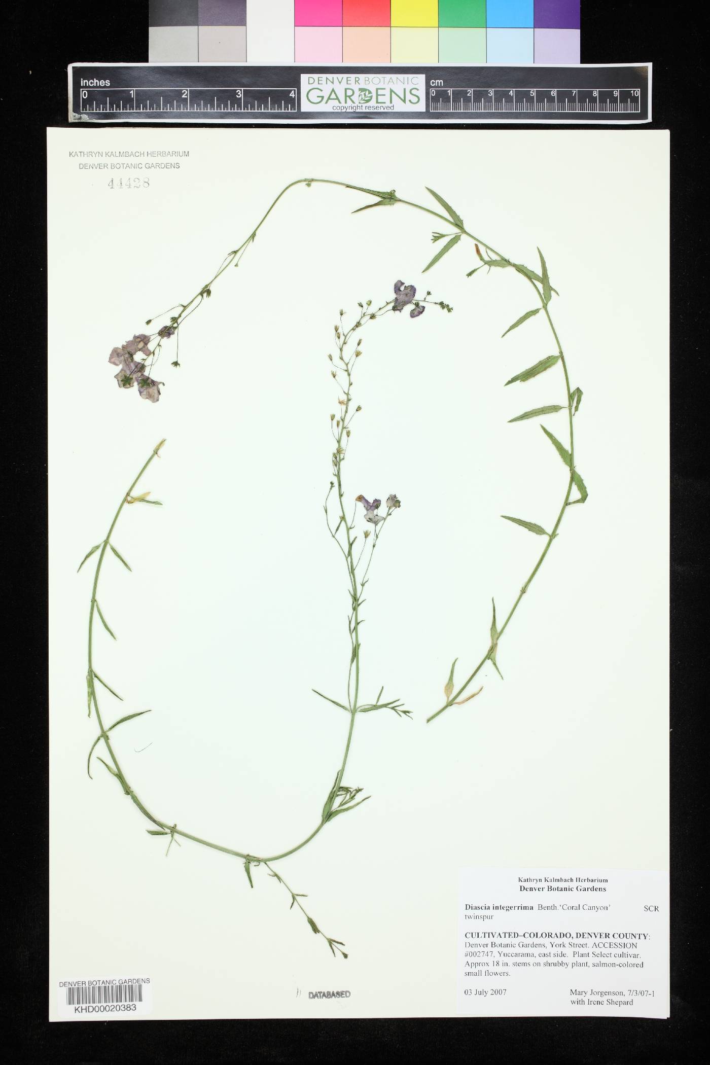 Diascia integerrima image