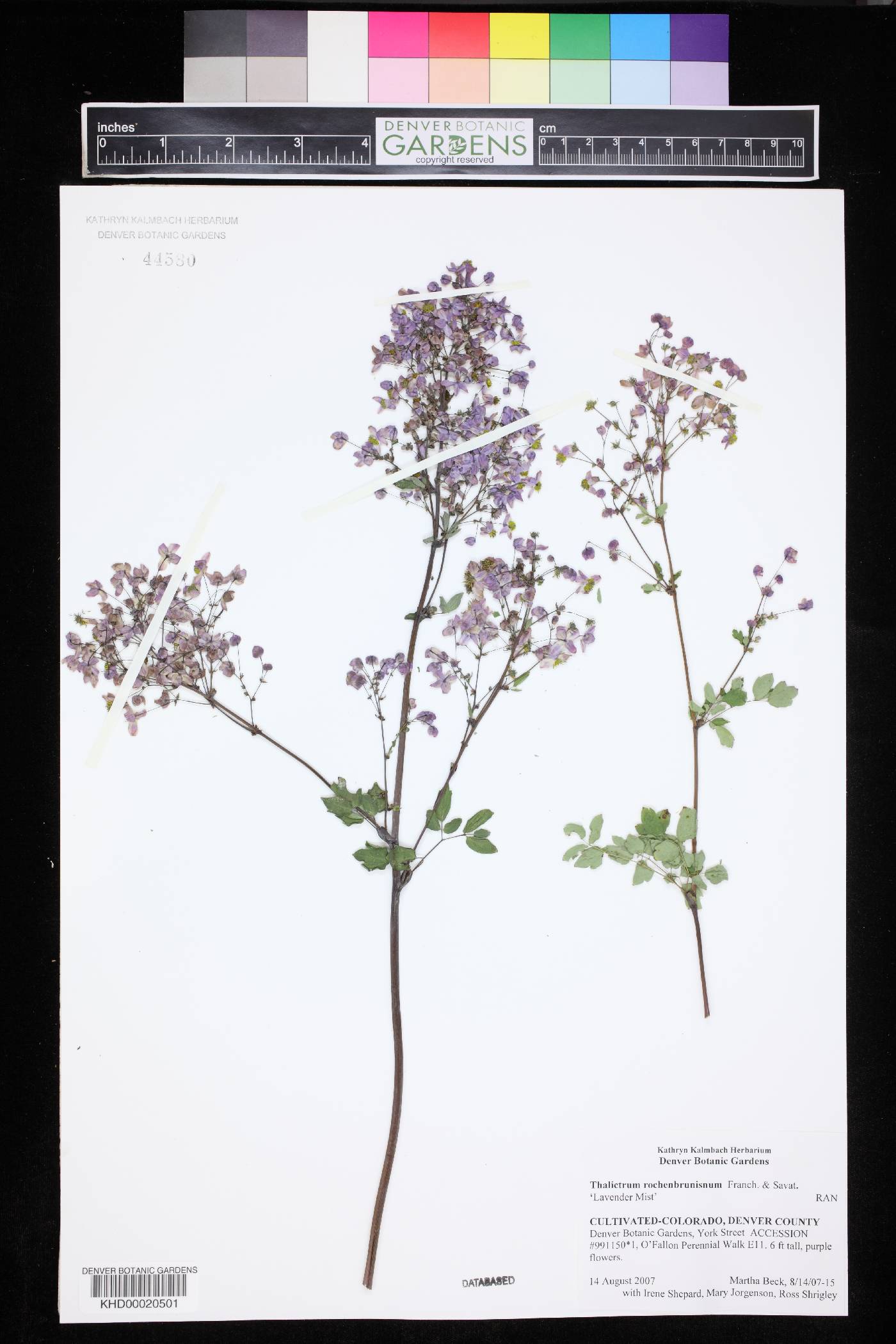 Thalictrum rochebrunianum image