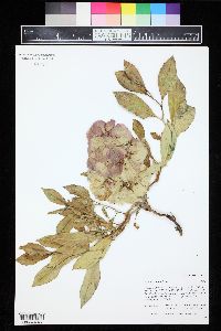 Rumex venosus image