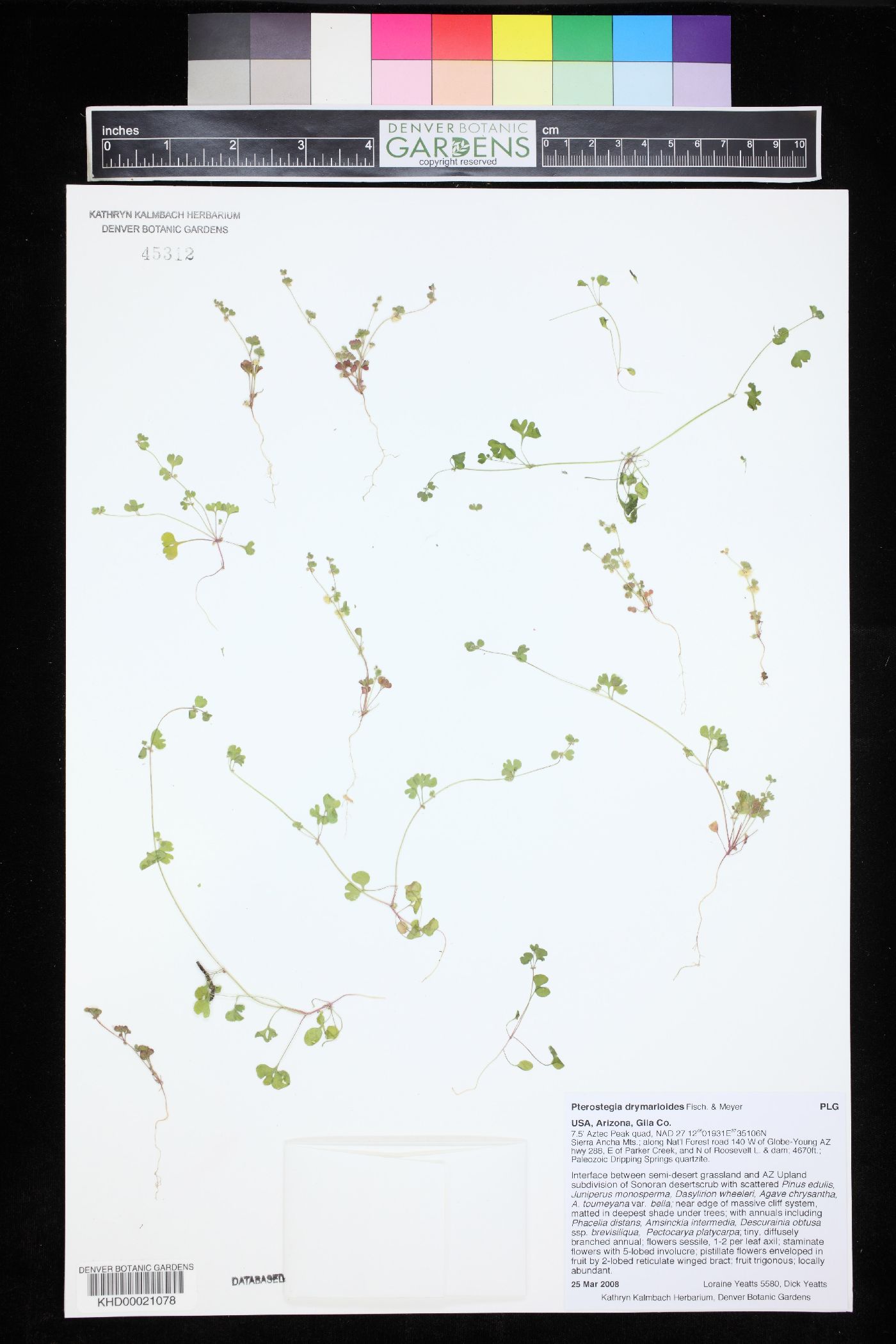 Pterostegia drymarioides image