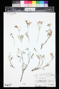 Eriogonum lonchophyllum image