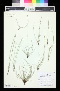 Hippochaete variegata image