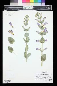 Penstemon grandiflorus image