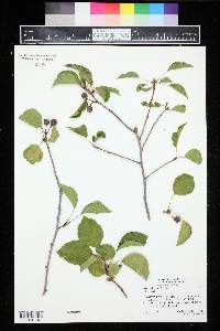 Pyrus calleryana image