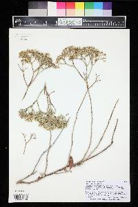 Eriogonum corymbosum image