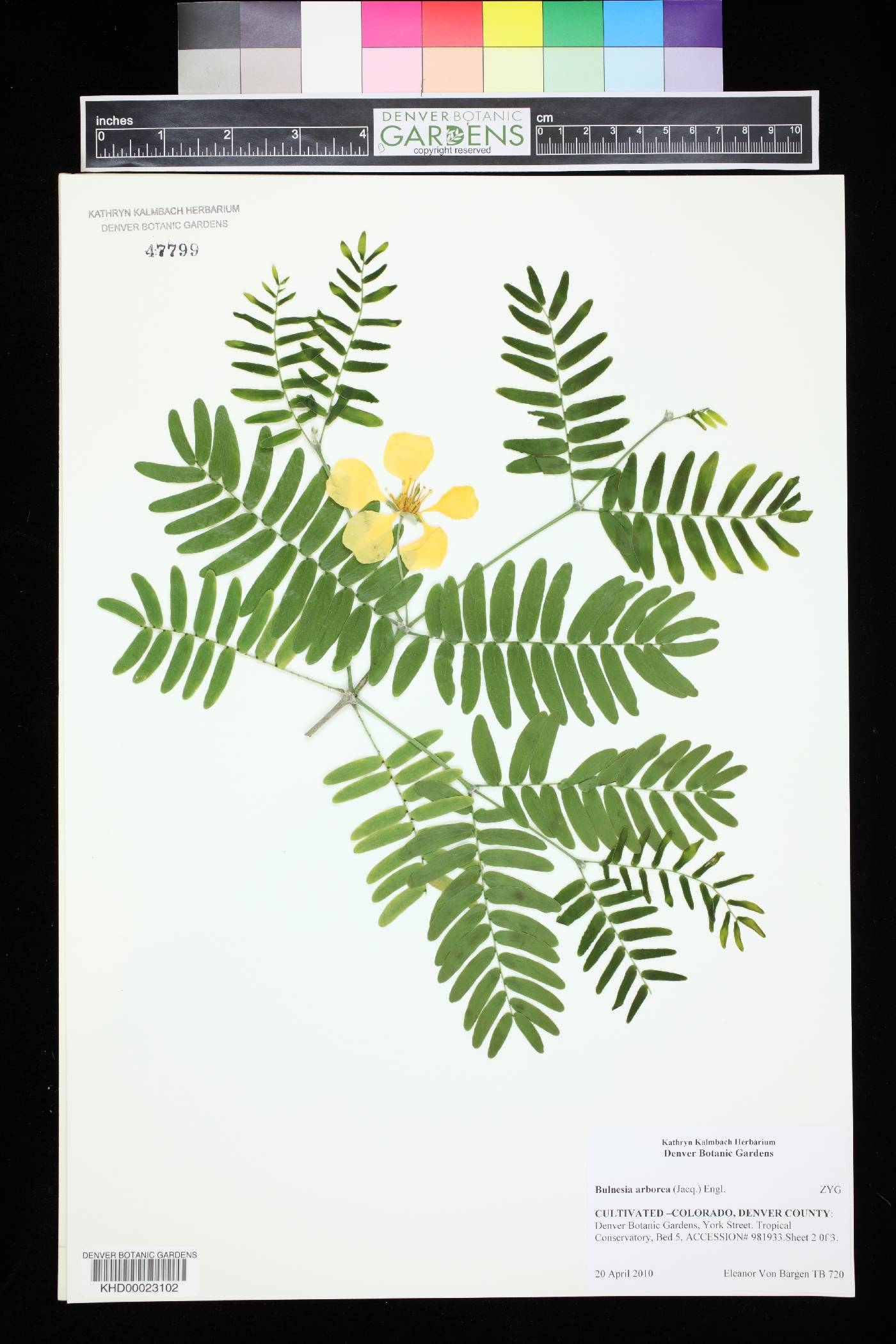Bulnesia arborea image