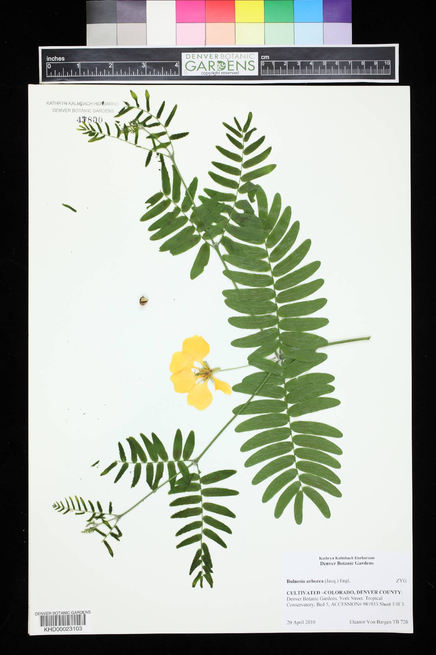 Bulnesia arborea image