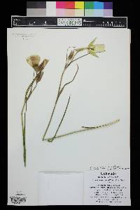 Calochortus gunnisonii image