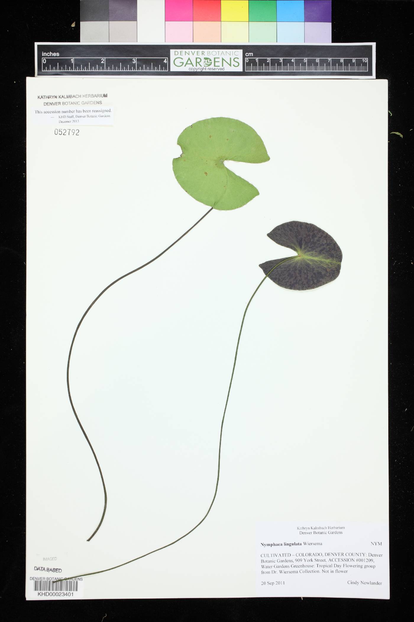 Nymphaea lingulata image