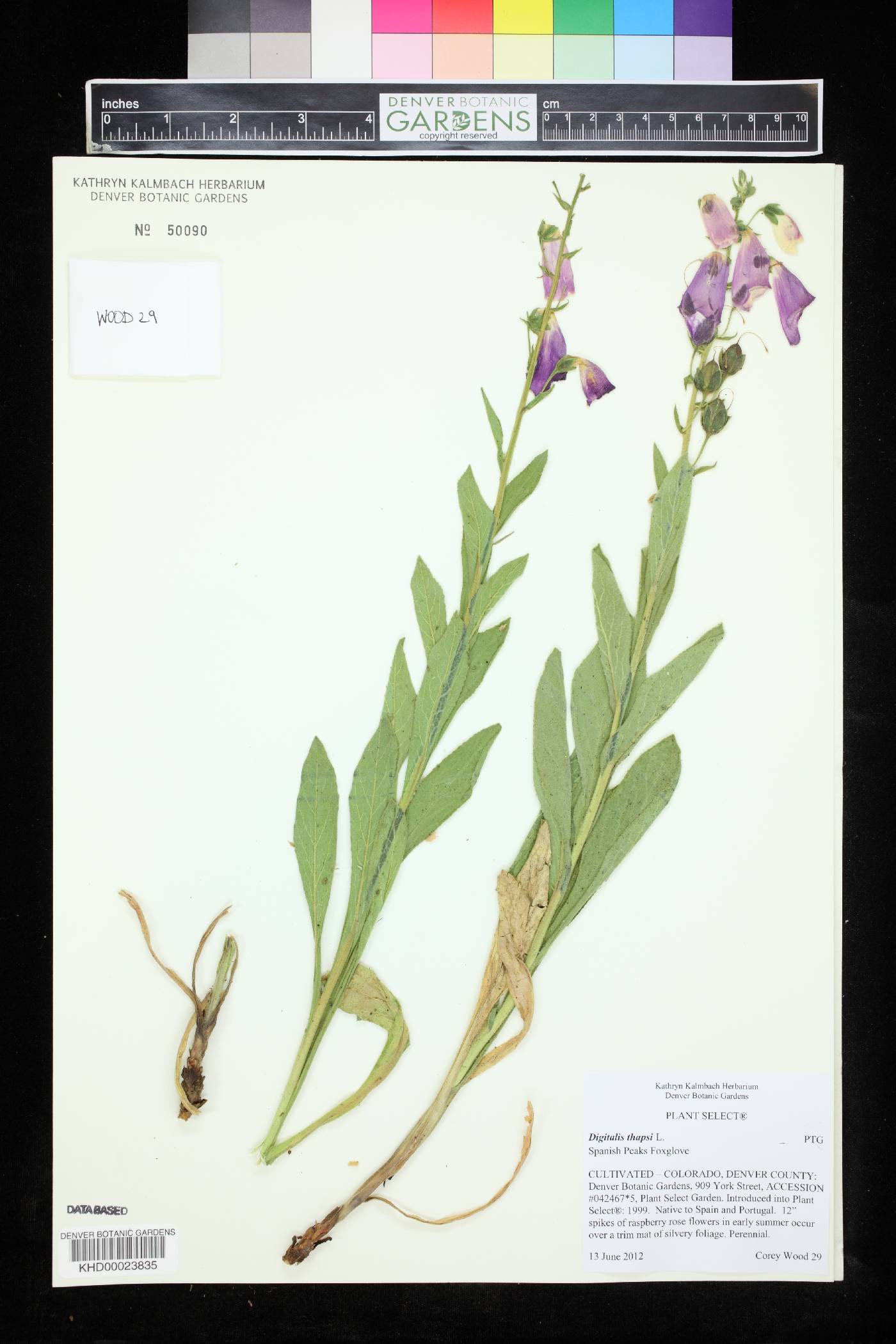 Digitalis thapsi image